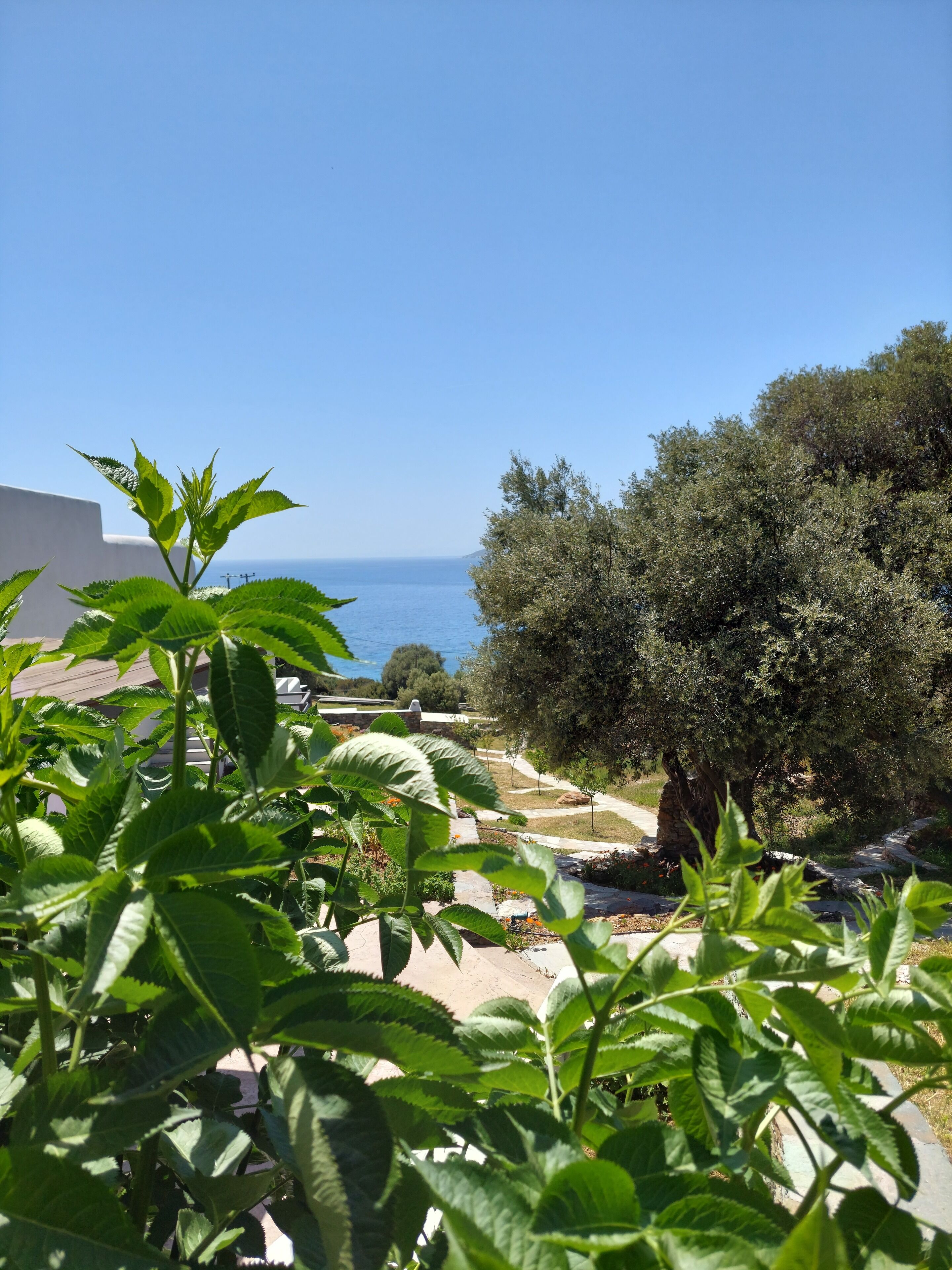A garden with a view of the sea, stone pathways, and olive trees.