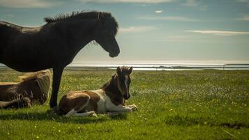 Reiten