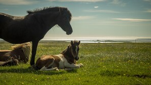 Horseback riding - Kast Guesthouse (Stadarstadur)