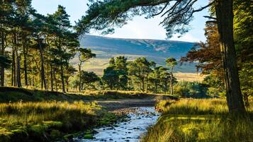 A natural landscape with a stream, trees, and a distant mountain range.