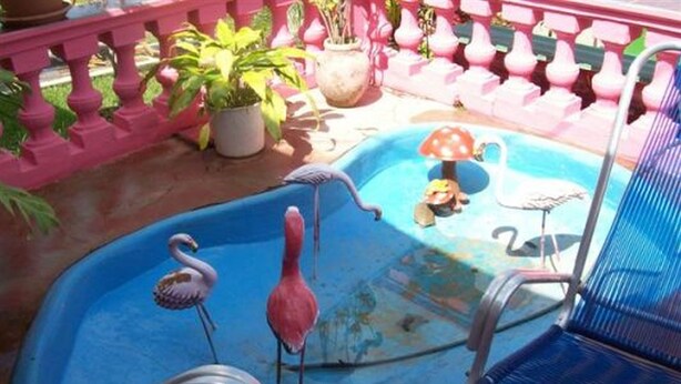Une piscine décorée de flamants roses et de cygnes, entourée de plantes en pot et de chaises bleues.
