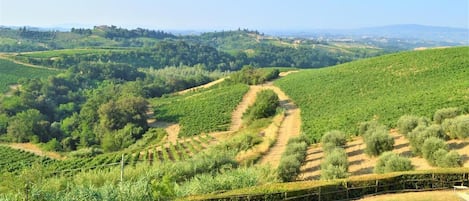 Vista da propriedade