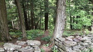A forested area with a stone wall and a dirt path.