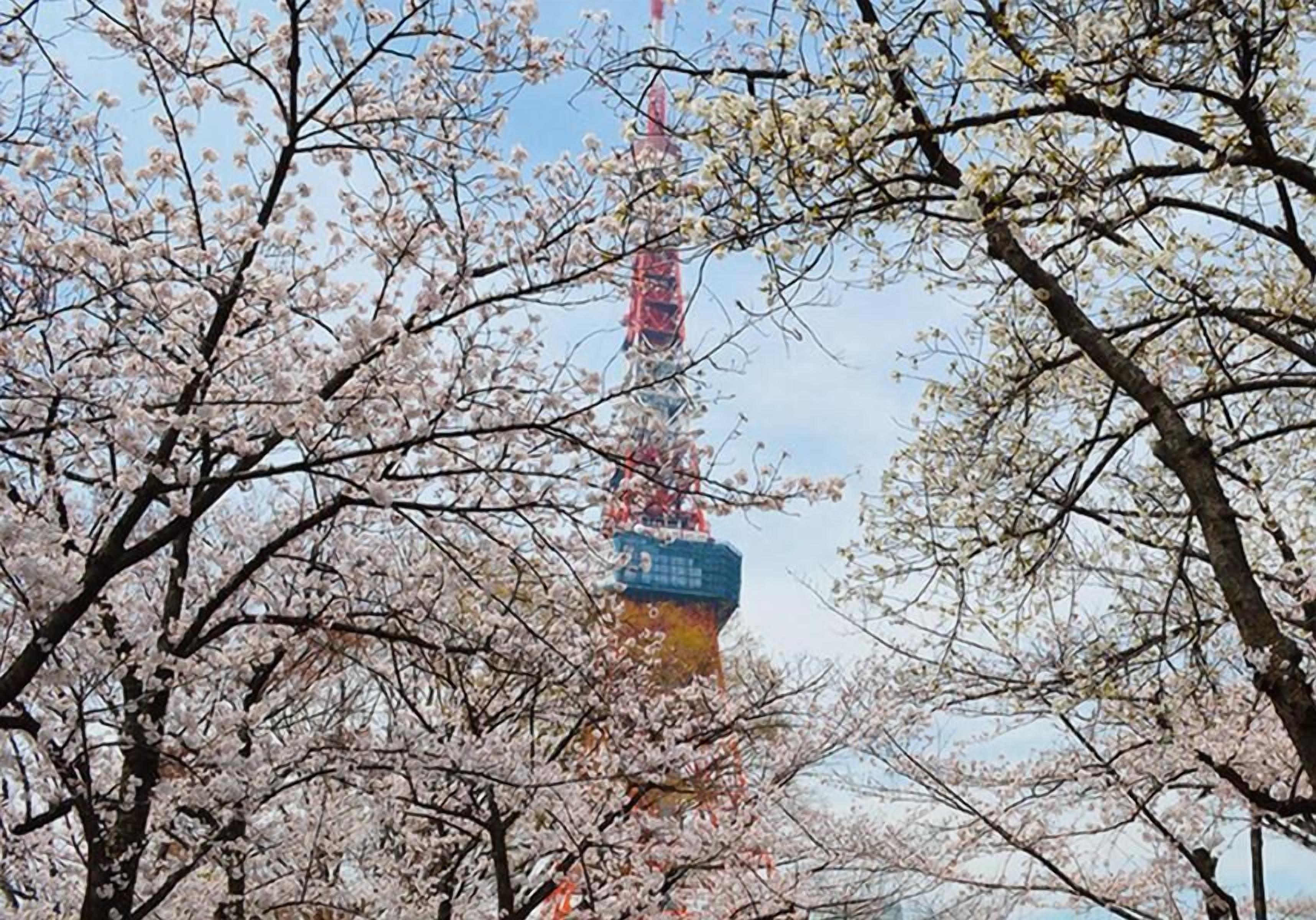 A tower partially obscured by cherry blossom trees.