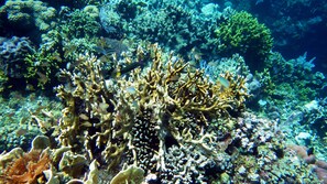 A coral reef with various fish species and coral formations.
