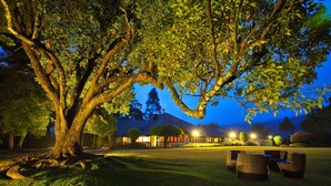 Un arbre gran en una zona exterior ben il·luminada, amb un edifici al fons.