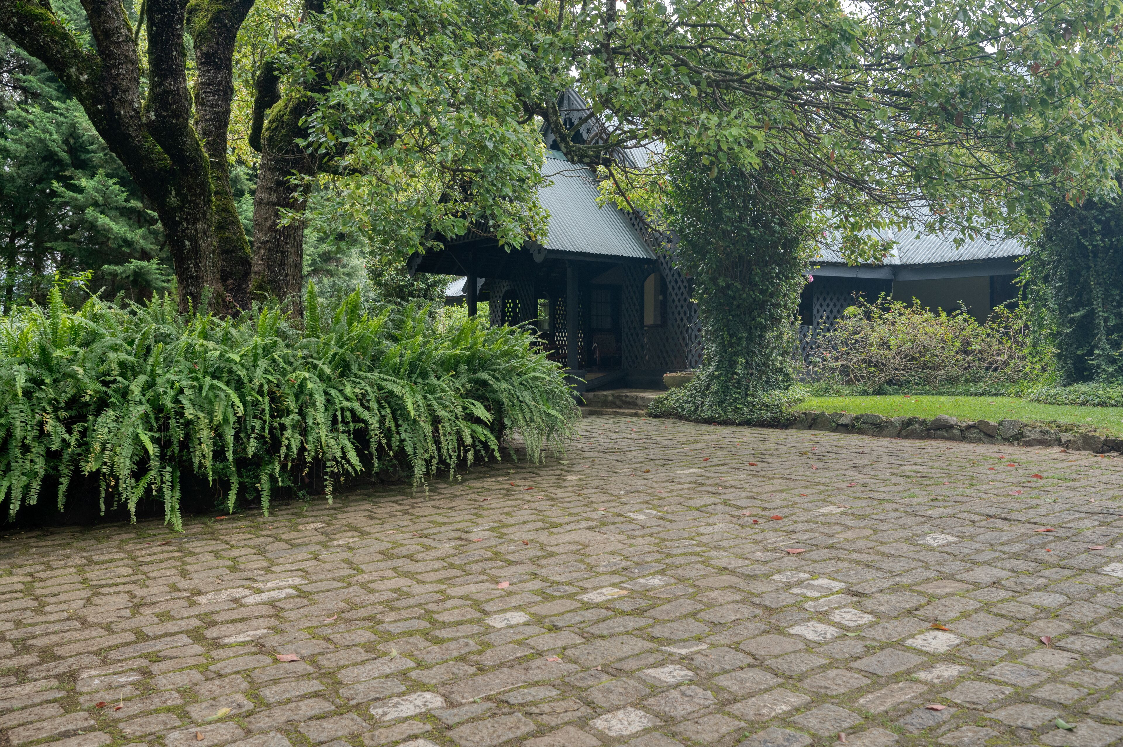 A paved pathway leading to a traditional-style building surrounded by lush greenery and ferns.