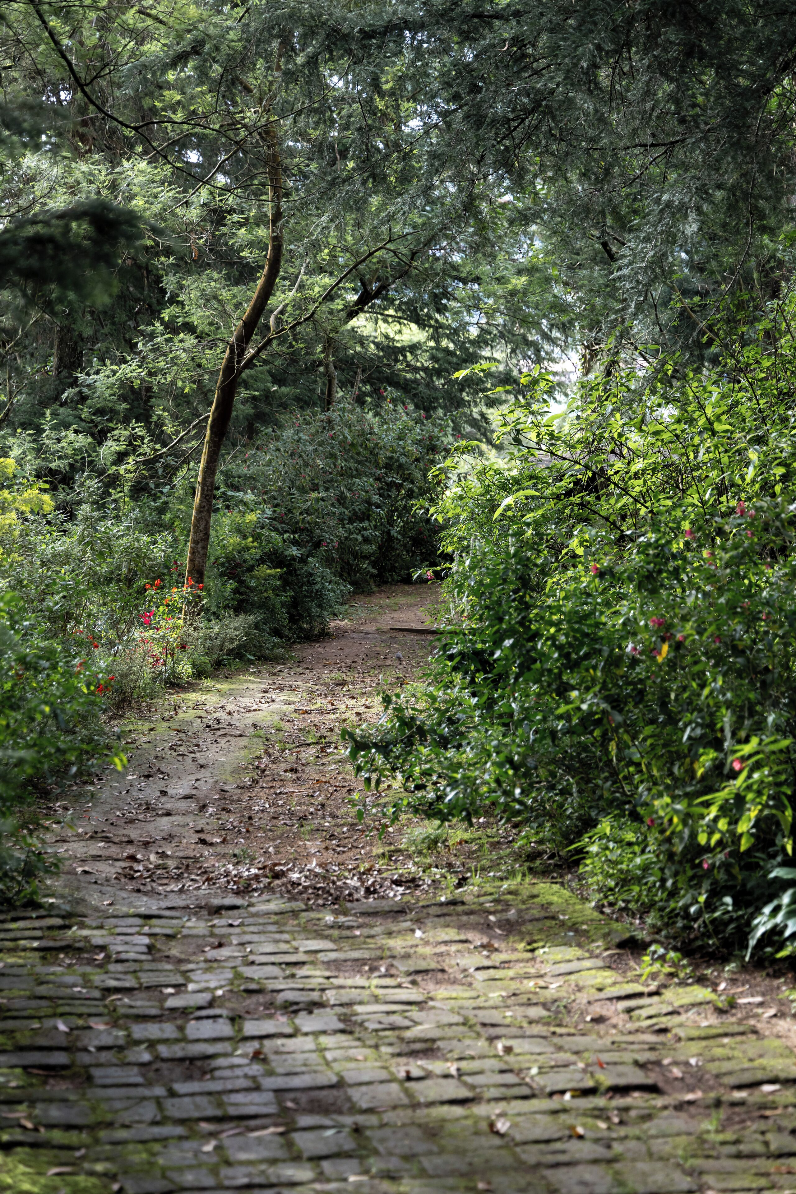 A cobblestone path through a dense forest with tall trees and underbrush.