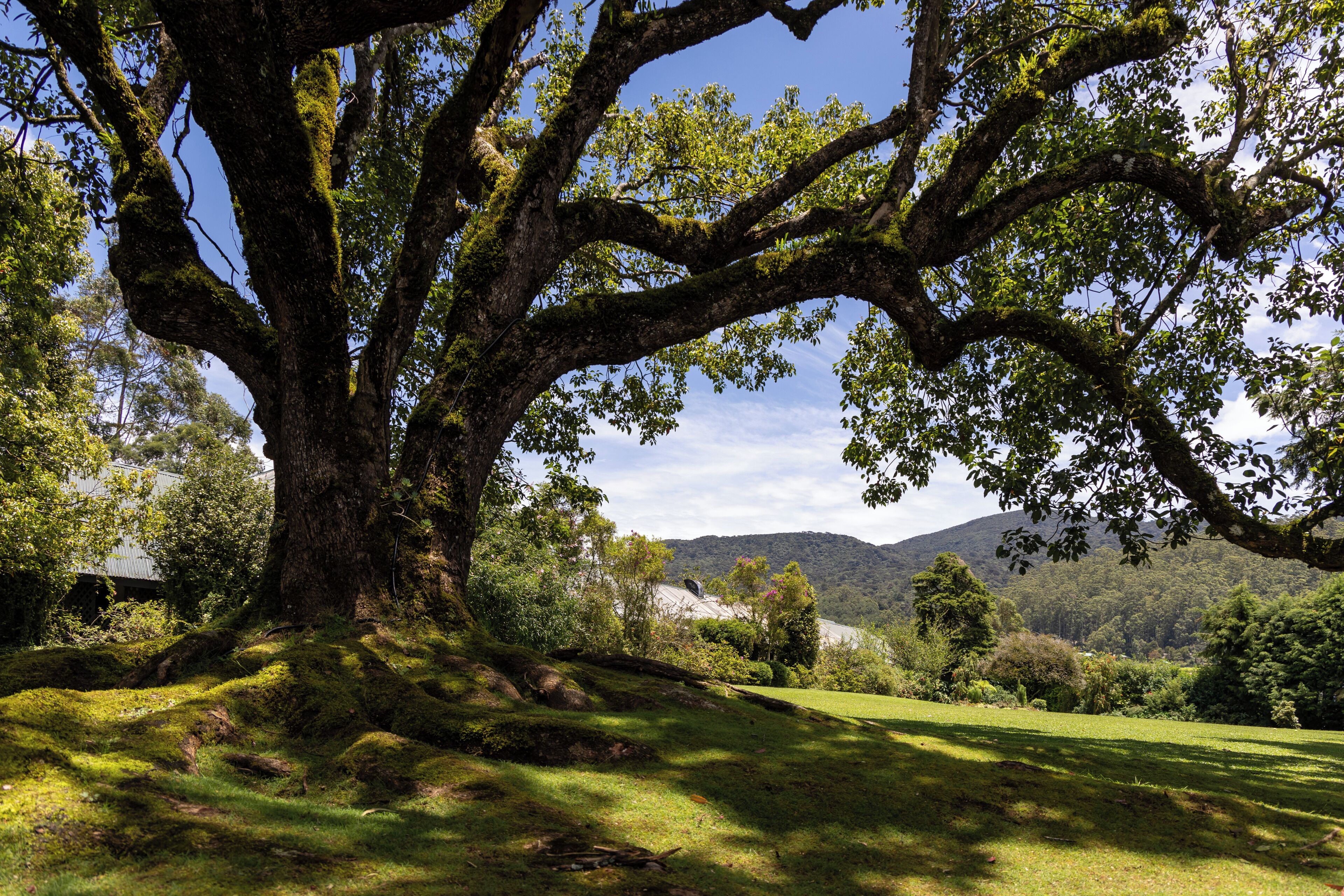 A large tree with a thick trunk and sprawling branches, surrounded by lush green grass and other vegetation.