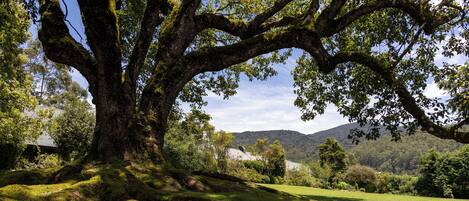 A large tree with a thick trunk and sprawling branches, surrounded by lush green grass and other vegetation.