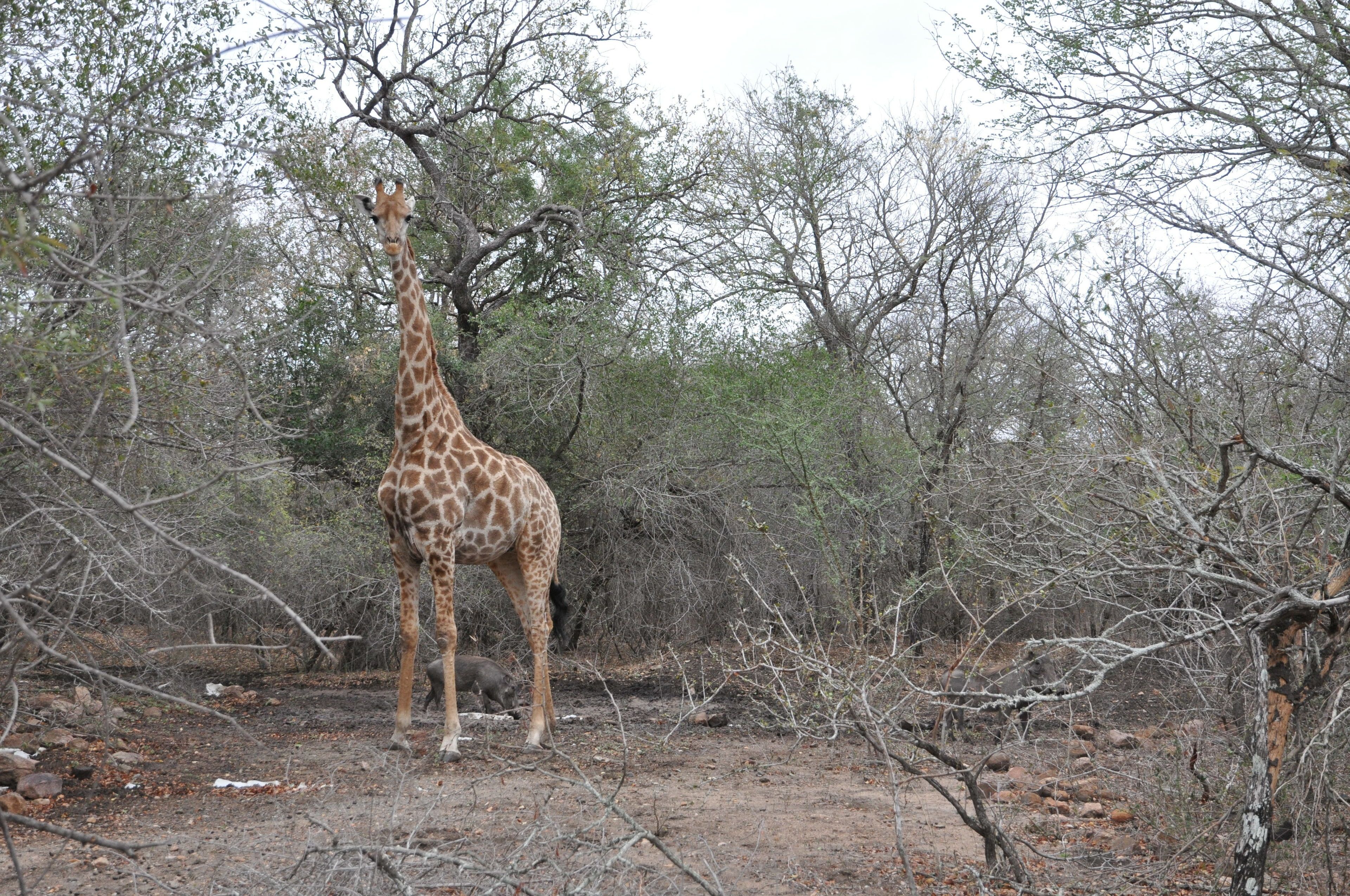 Een giraffe staat in een natuurlijke omgeving met schaarse bomen en droog terrein.