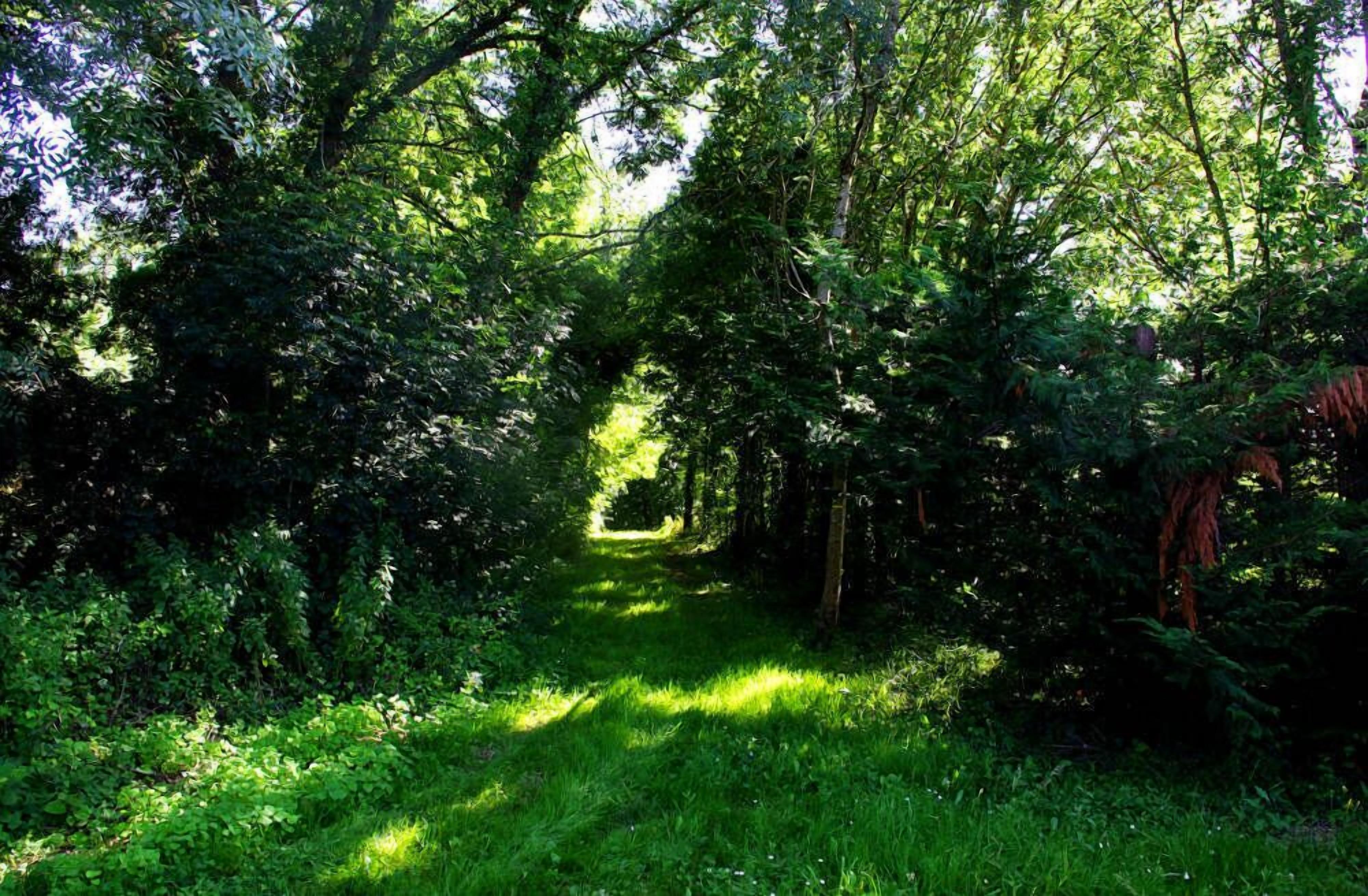 A narrow forest path surrounded by dense green foliage.