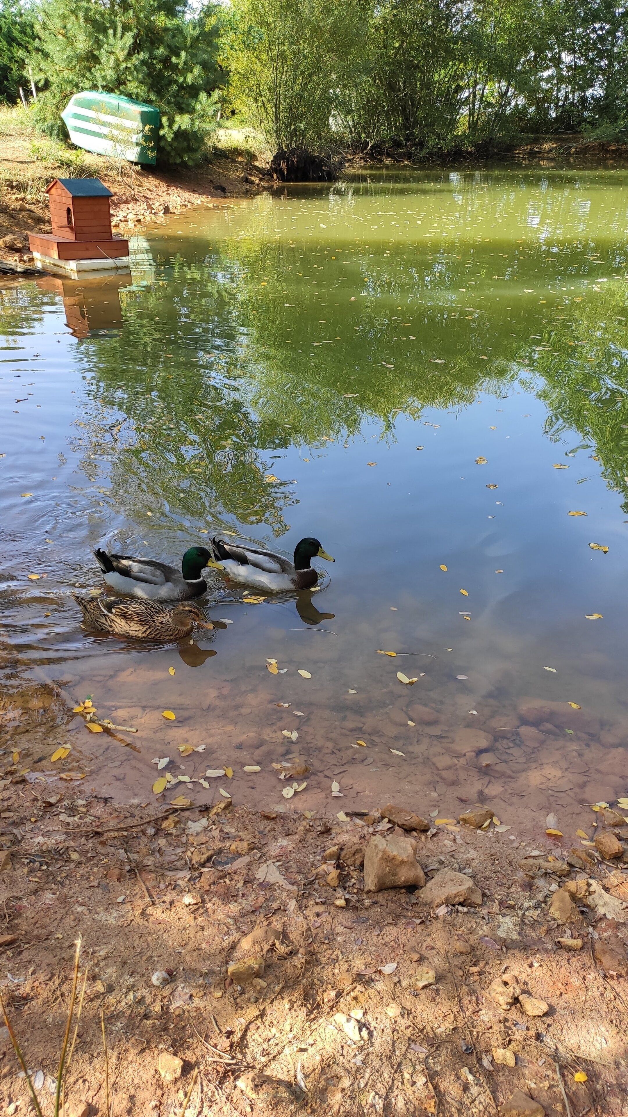 Un estanque con patos, rodeado de árboles y una pequeña construcción de madera.