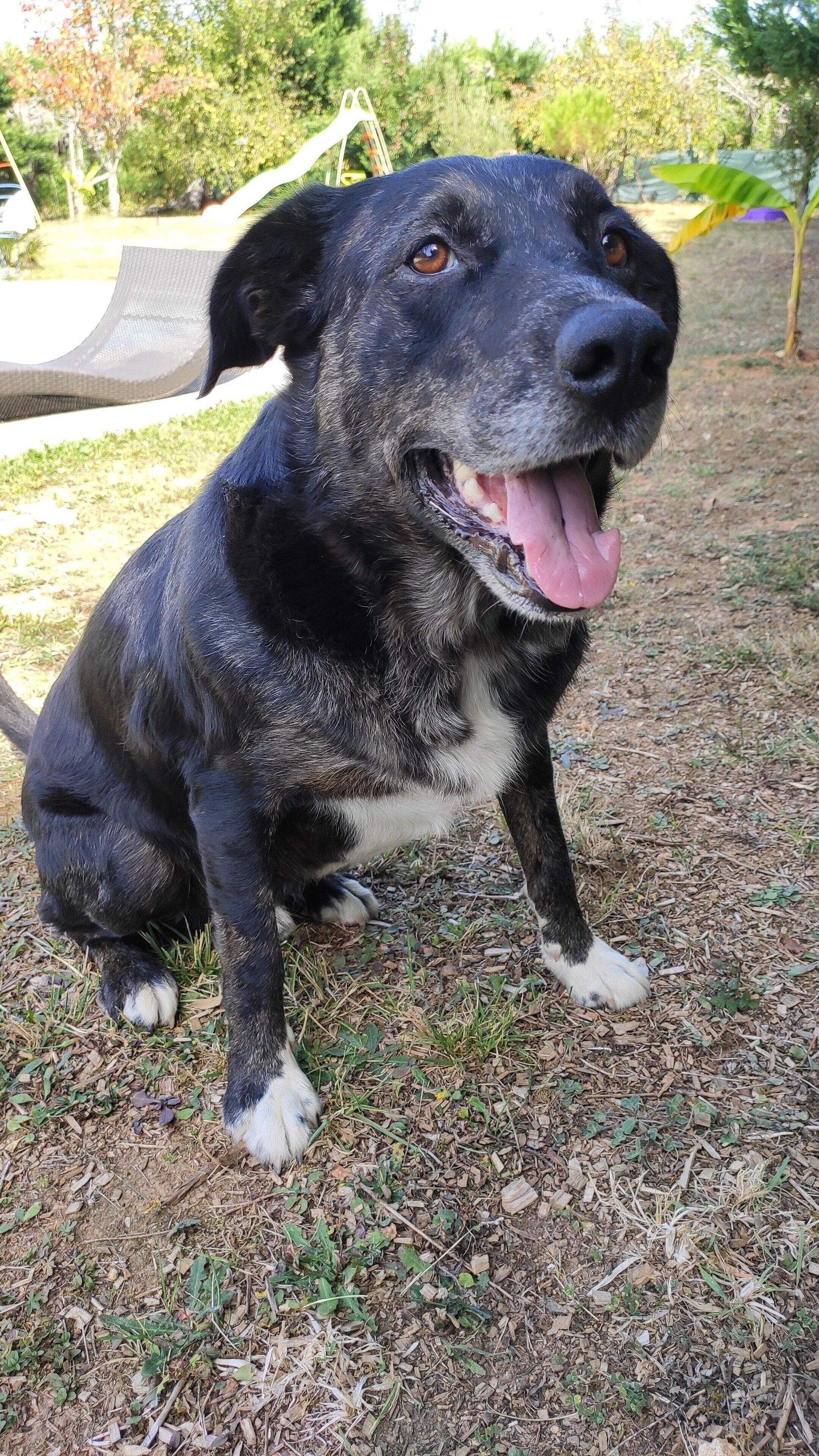 A black and white dog sitting on a grassy area with trees and a playground in the background.