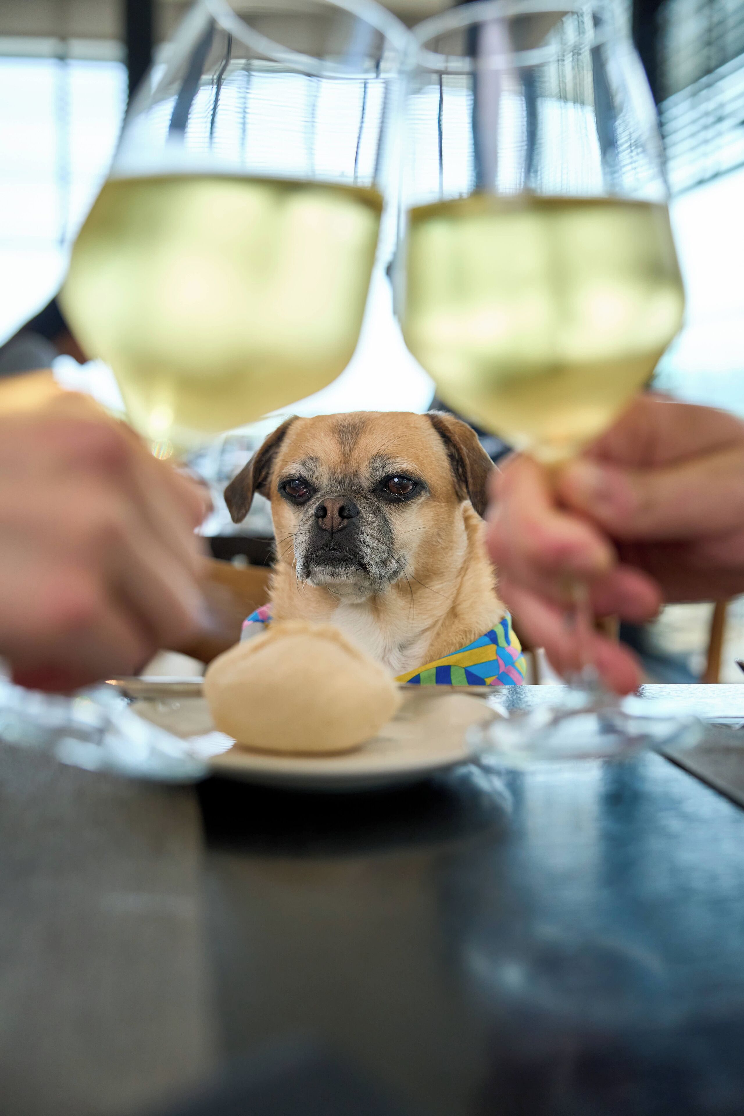 Een hond zit aan een tafel met een bord eten en twee glazen witte wijn.