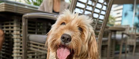 A dog sitting on a wooden deck with outdoor furniture in the background.