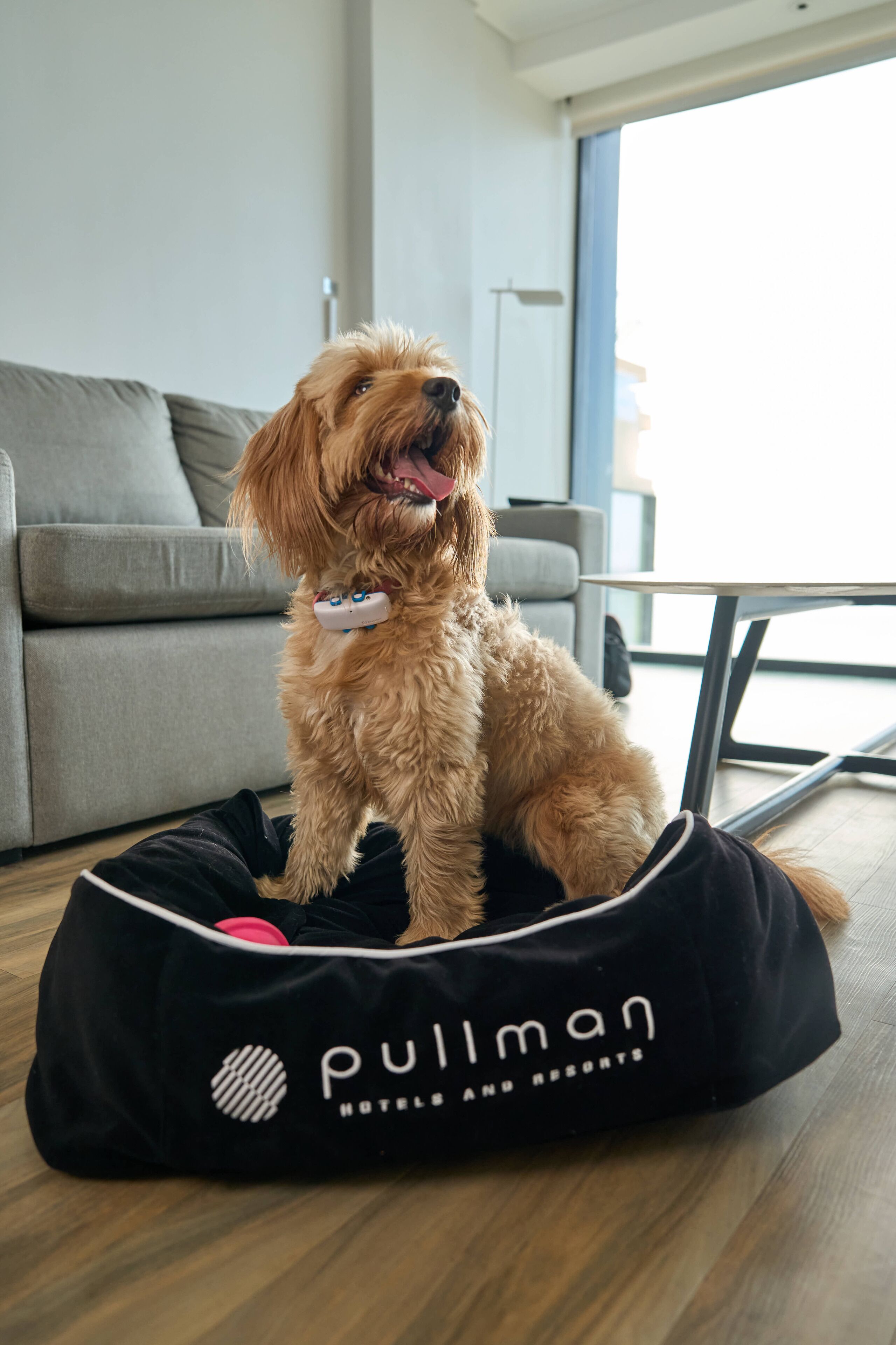 A dog sitting in a black Pullman Hotel and Resorts bag on a wooden floor, with a grey sofa and a table in the background.