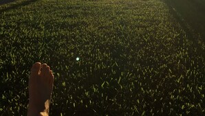 A grassy field with palm trees and a clear sky. - Walk to Beach! Family Beach House, Game room!  Sunset View! (Daytona Beach)