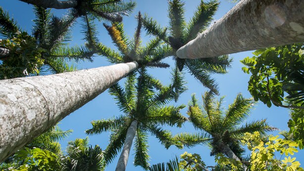 A view of tall palm trees converging towards the sky. - Lakefront 2 Bd+Den,2bth With Heated Pool Near Siesta Key! (Sarasota)