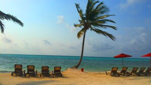 Una playa con filas de tumbonas y una palmera.