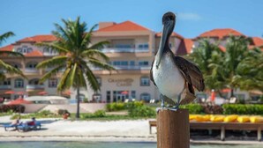 Un pelícano posado sobre un poste de madera, con un hotel frente a la playa al fondo.