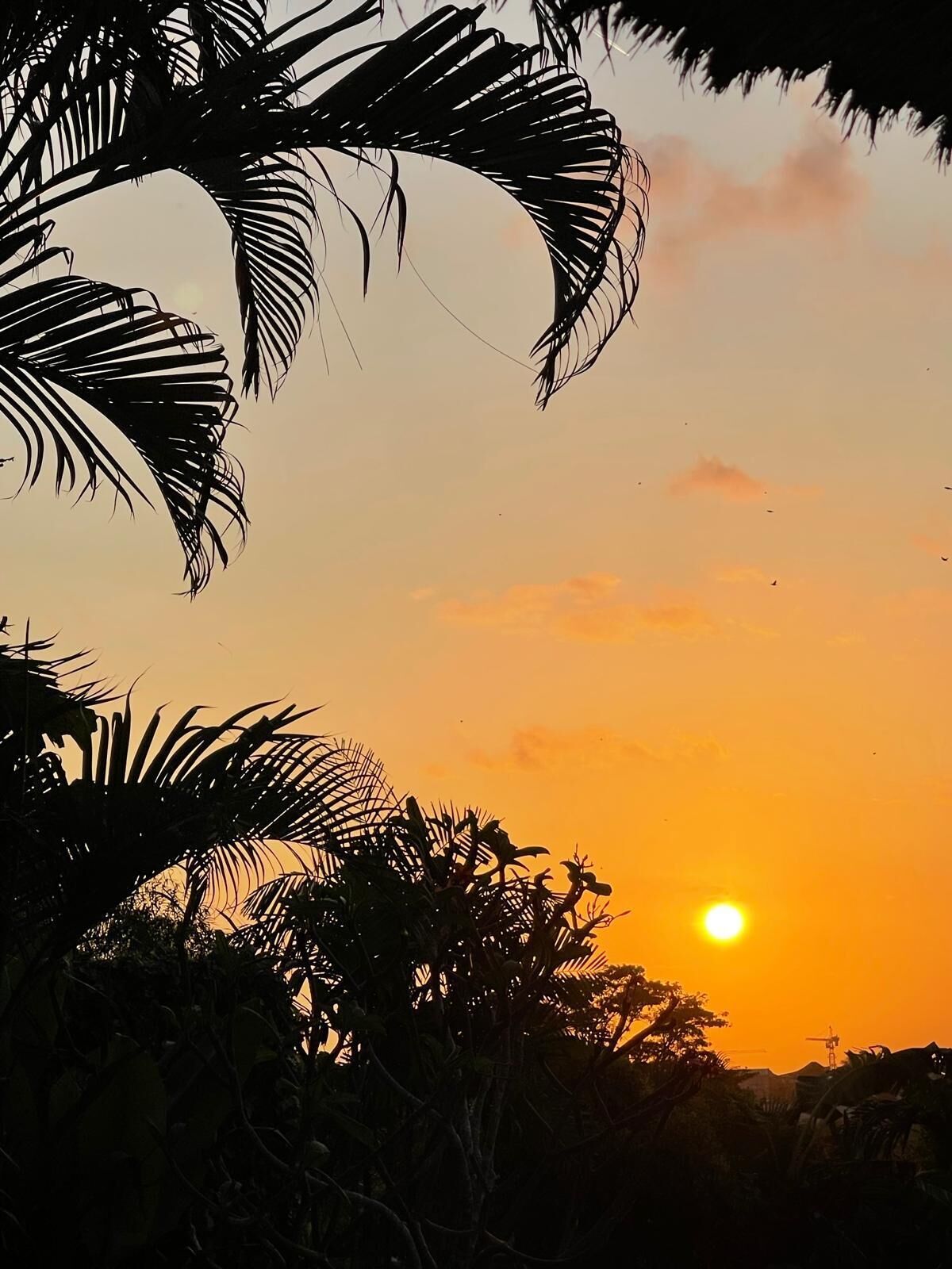 A sunset with silhouettes of palm trees and a clear sky.