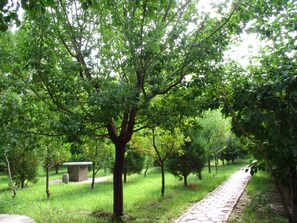 Trädgård