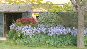 Un jardin avec des fleurs violettes, un arbre et un bâtiment doté d’une fenêtre et d’une porte.