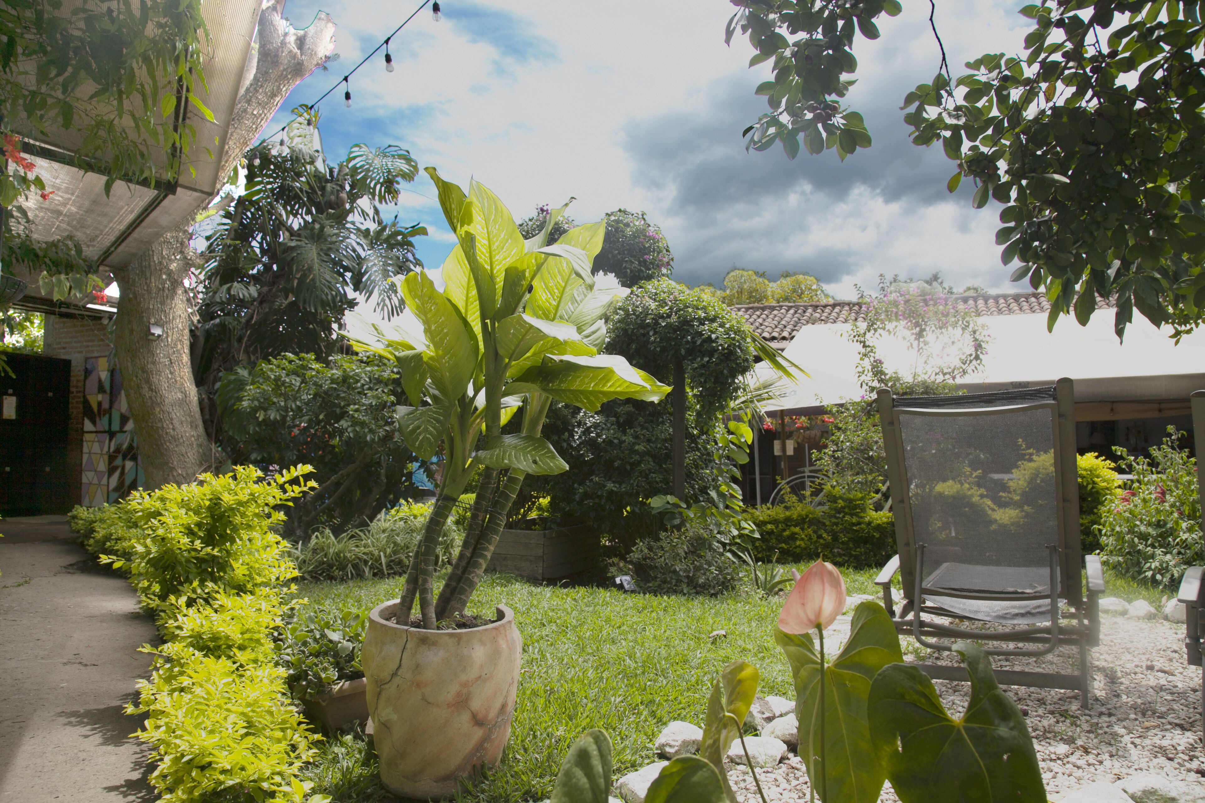 Un jardin avec une grande plante en pot, une chaise et un chemin.