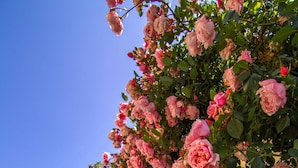 A garden with pink roses climbing a wall, surrounded by various plants and a gravel path.