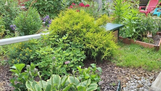 Un jardín con diversas plantas y un edificio rojo al fondo.