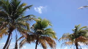 A beach scene with palm trees, a bicycle, and a clear view of the ocean. - Waterfront Paradise | Pool, Spa, Kayaks & Dock (Cape Coral)