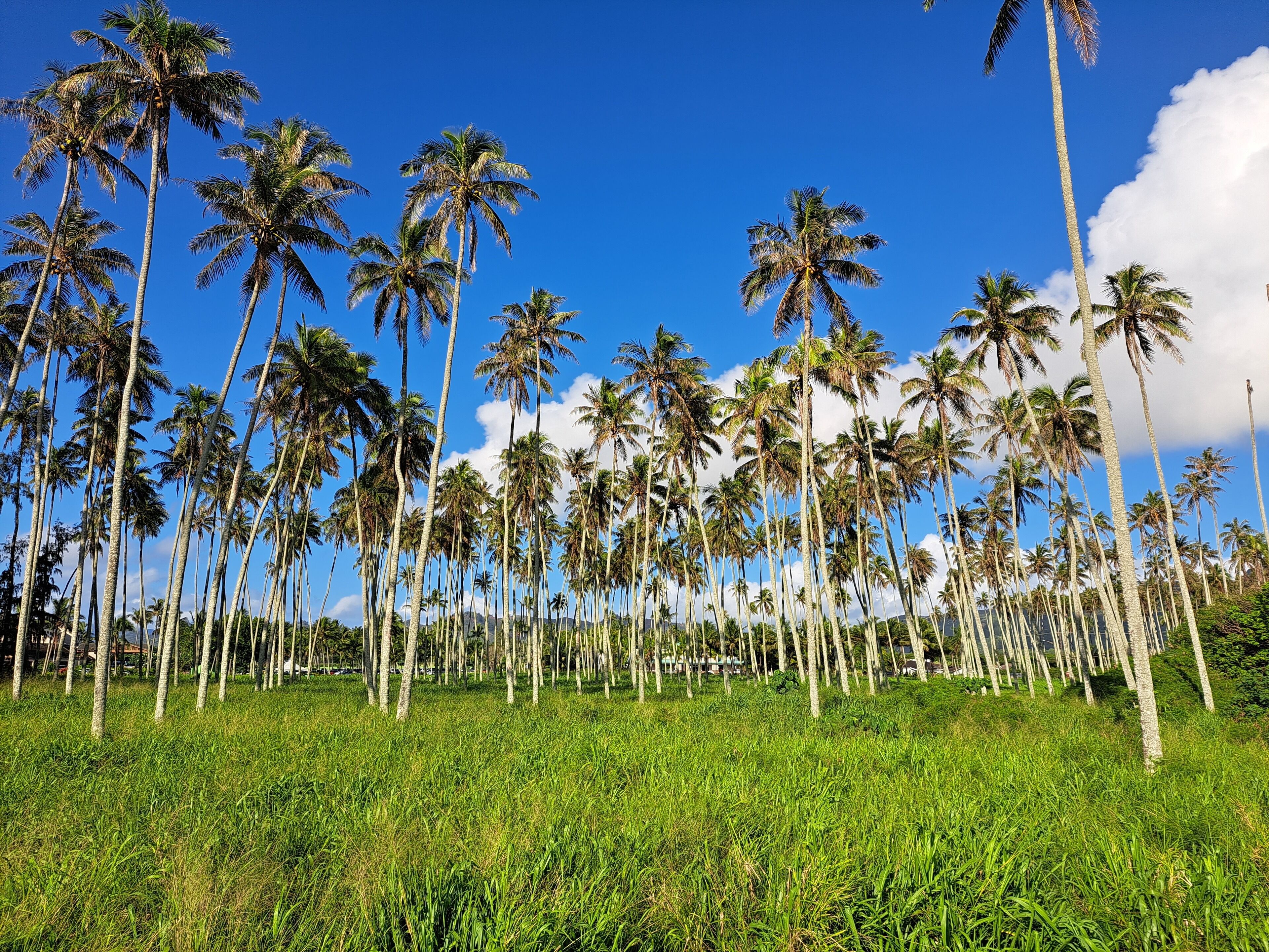 Un campo de altas palmeras bajo un cielo azul despejado.