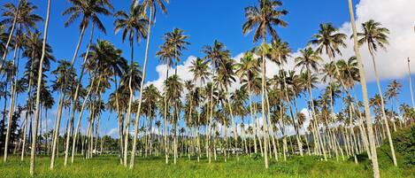 Un campo de altas palmeras bajo un cielo azul despejado.