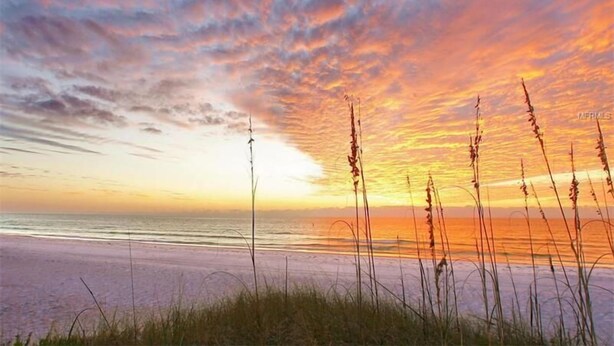 A beach with tall grasses and a sunset.
