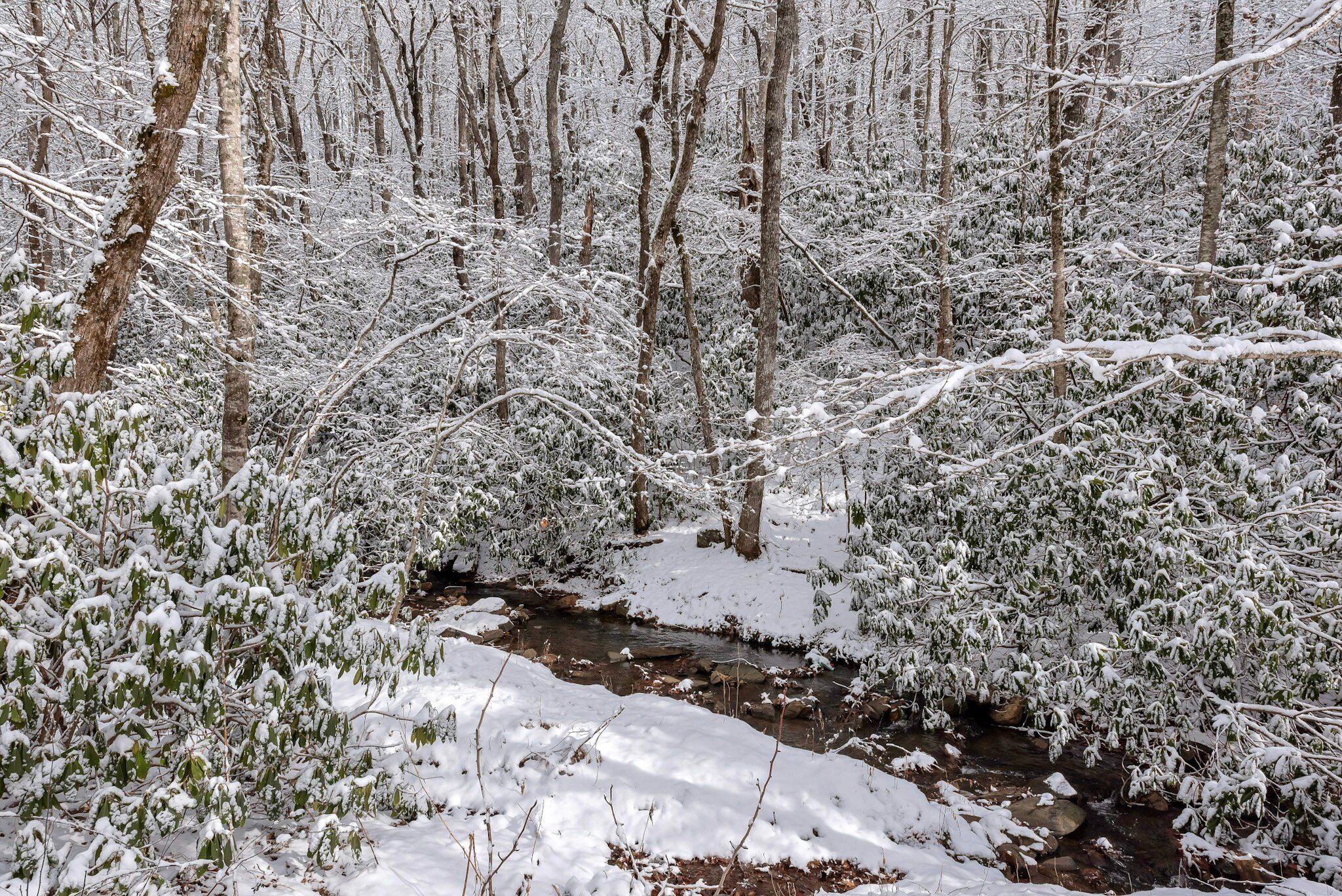 A forested area with a stream running through it, covered in snow.