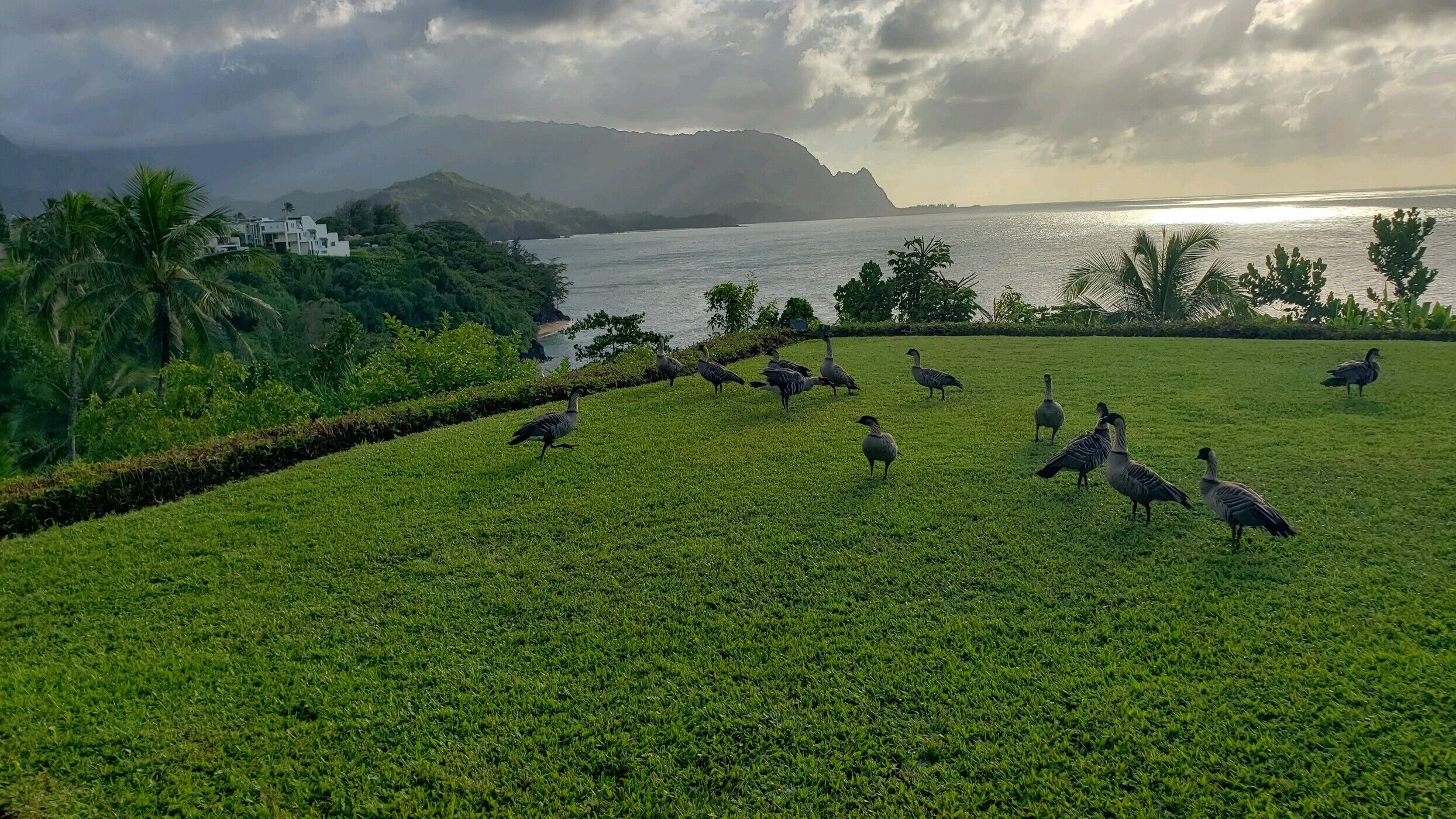 A grassy field with birds, a body of water, and mountains in the background.