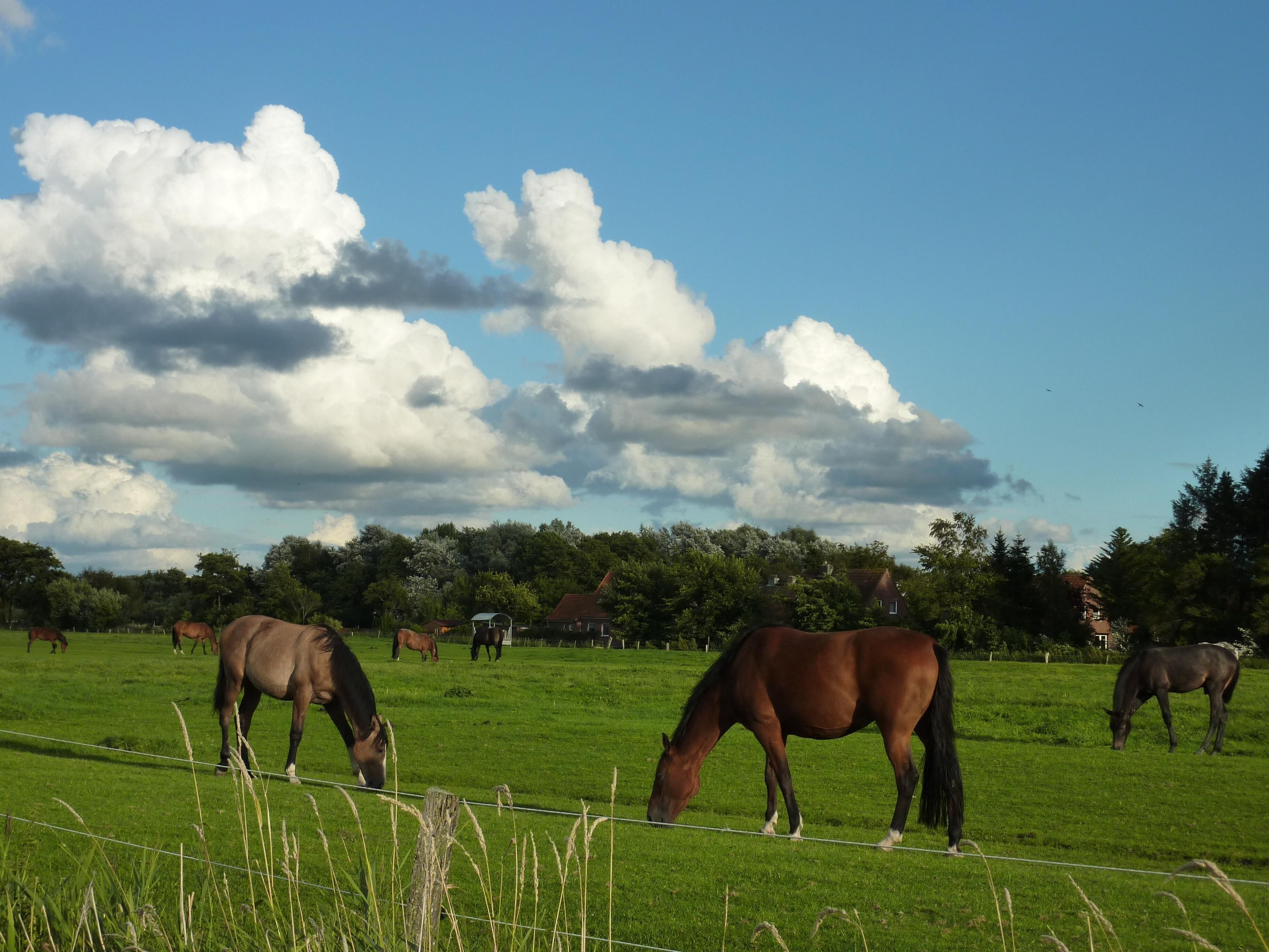 A grassy field with horses grazing, a fence, and houses in the background.