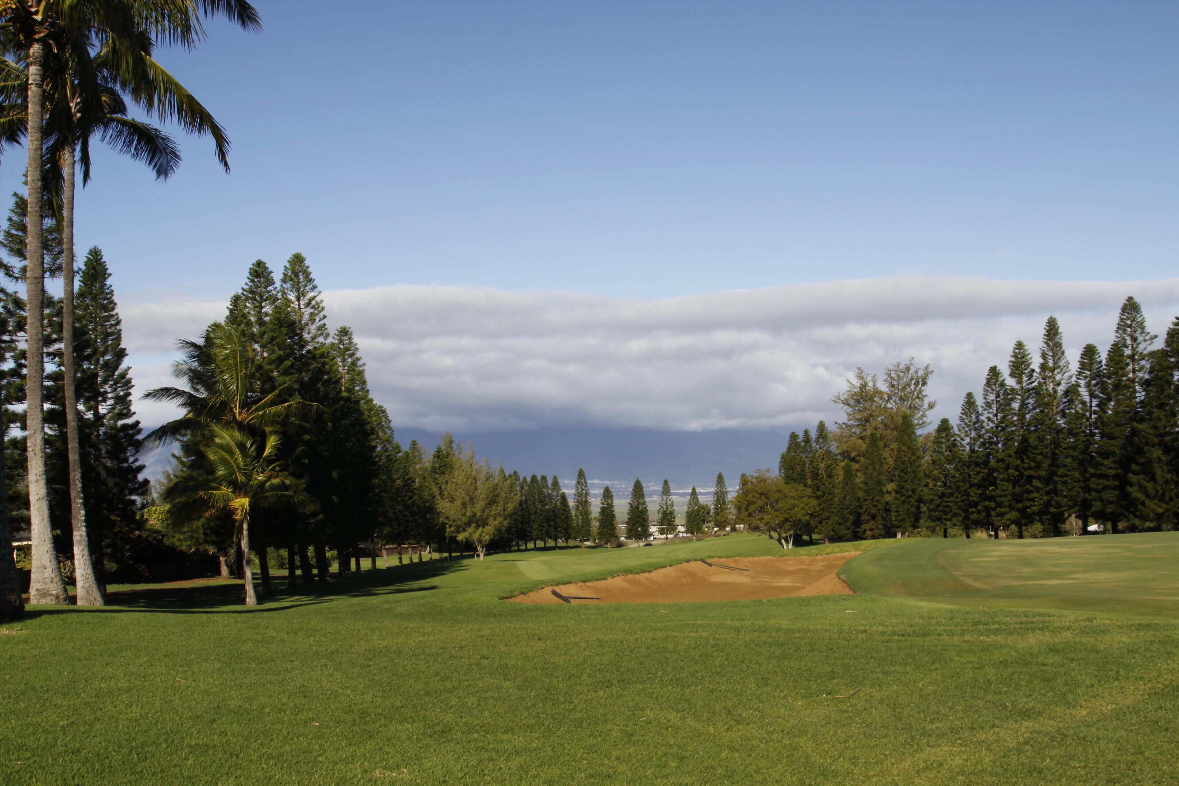 A golf course with a clear sky, palm trees, and a variety of trees in the background.