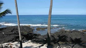A rocky shoreline with palm trees and the ocean.