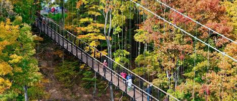 A suspension bridge in a forest with autumn foliage.