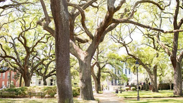 A pathway lined with large trees and a building in the background.