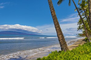 Une plage bordée de palmiers, avec les vagues de l’océan qui déferlent.
