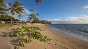 Ein Strand mit Palmen und blauem Himmel.