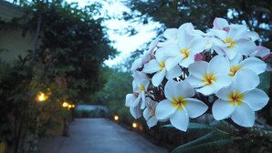 A pathway lined with trees and a cluster of white flowers in the foreground. - Tai Baan Resort (Phanom Sarakham)