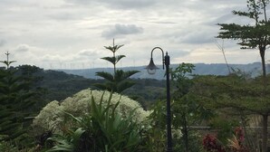 Ein Garten mit verschiedenen Pflanzen und einer Straßenlaterne.