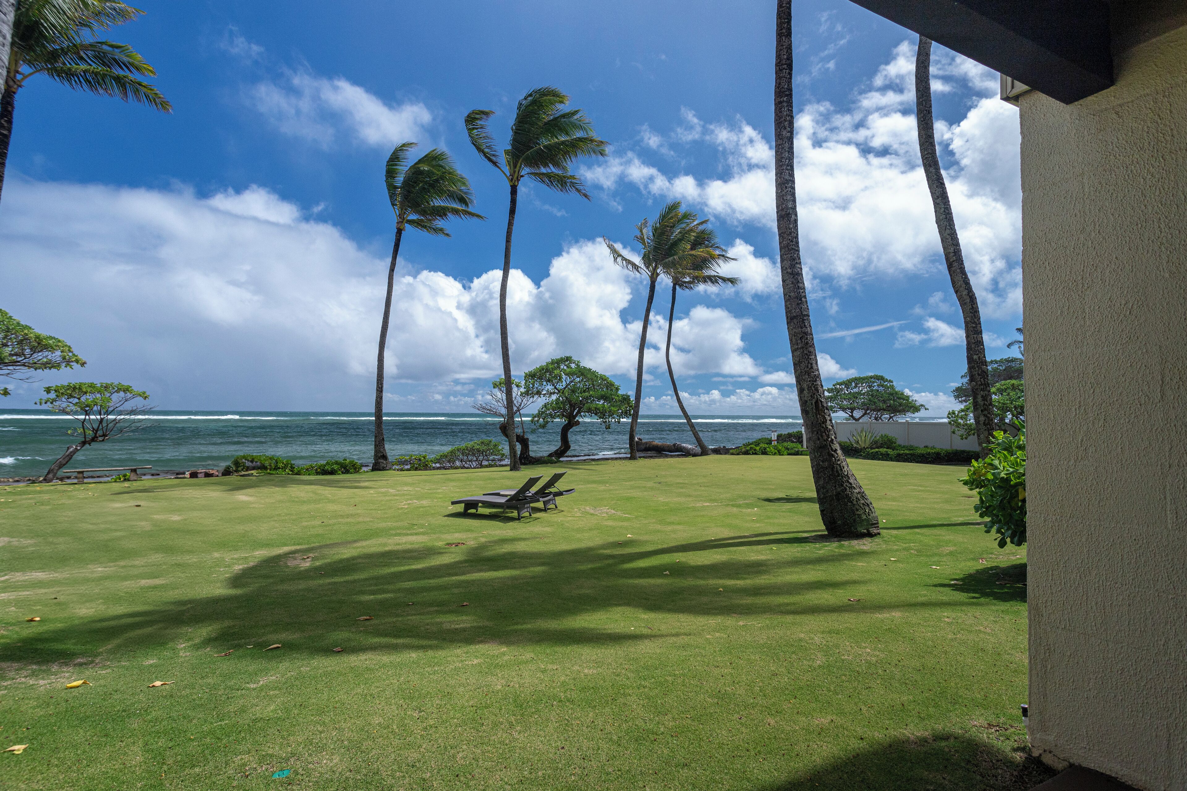 A grassy area with palm trees and a view of the ocean.