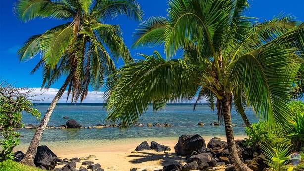Ein Strand mit Palmen, klarem Wasser und Felsen.