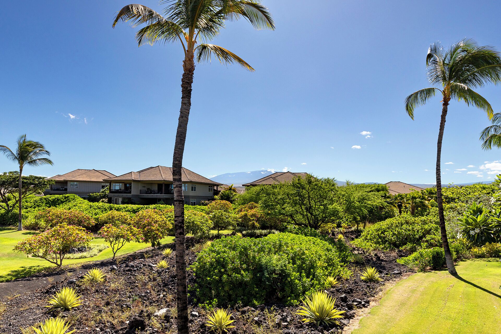 A tropical landscape with palm trees, a well-maintained lawn, and a house with a tiled roof.