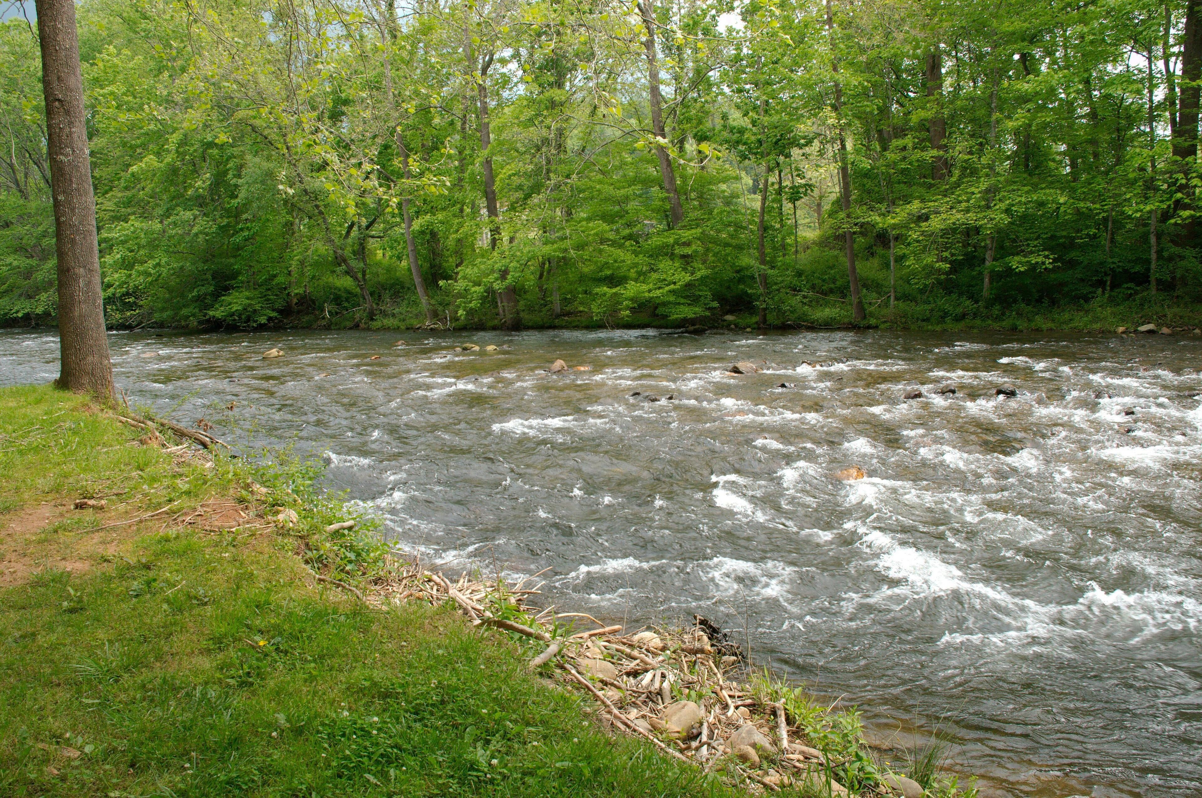 A river flowing through a forested area with trees and rocks along the banks.